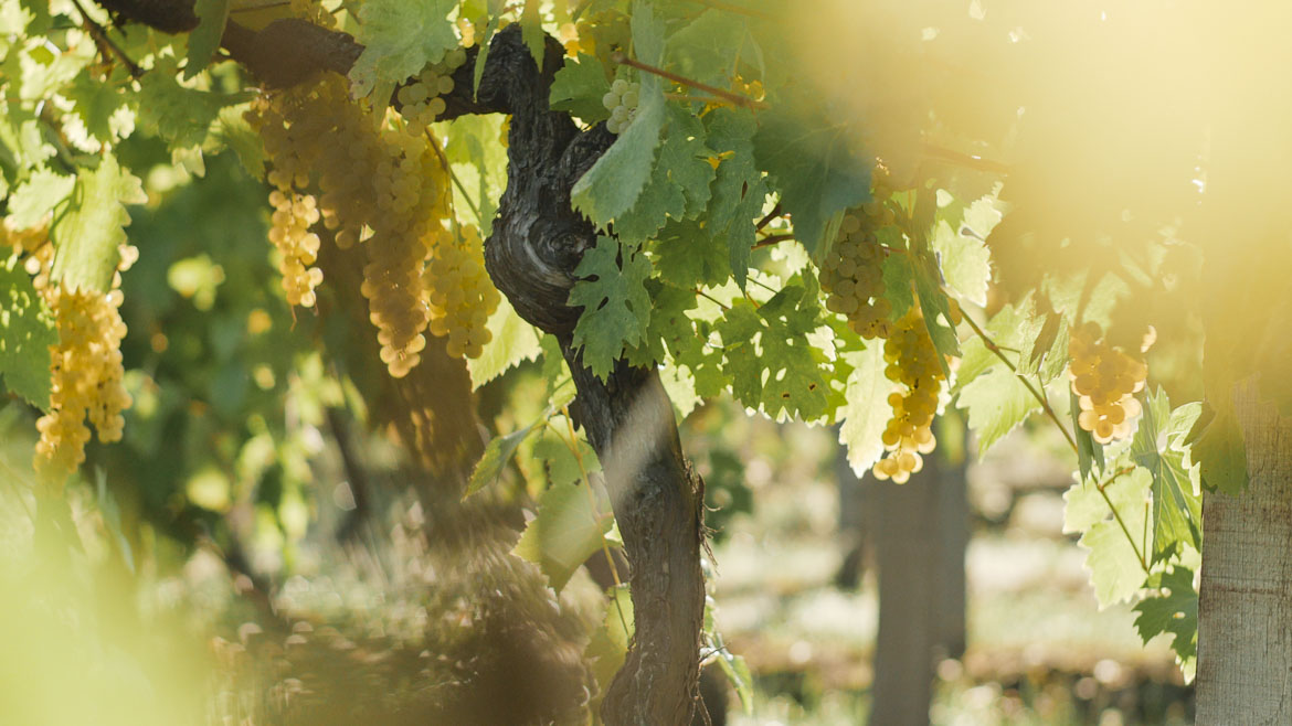 Cognac : la crise du phylloxéra